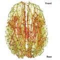 Brain network.jpg